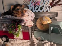 Teddy, a male Yorkshire Terrier for sale in Loogootee, IN – Photo 7 of 10