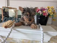 Teddy, a male Yorkshire Terrier for sale in Loogootee, IN – Photo 10 of 10