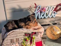 Teddy, a male Yorkshire Terrier for sale in Loogootee, IN – Photo 4 of 10