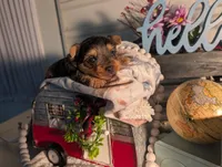 Teddy, a male Yorkshire Terrier for sale in Loogootee, IN – Photo 6 of 10