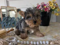 Teddy, a male Yorkshire Terrier for sale in Loogootee, IN – Photo 1 of 10