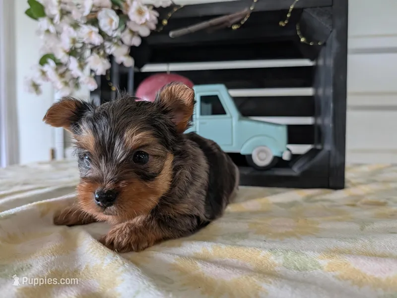 Teddy – Yorkshire Terrier puppy for sale in Loogootee, IN