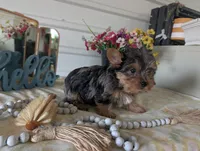 Teddy, a male Yorkshire Terrier for sale in Loogootee, IN – Photo 9 of 10
