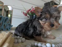 Teddy, a male Yorkshire Terrier for sale in Loogootee, IN – Photo 4 of 10