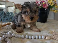 Teddy, a male Yorkshire Terrier for sale in Loogootee, IN – Photo 6 of 10