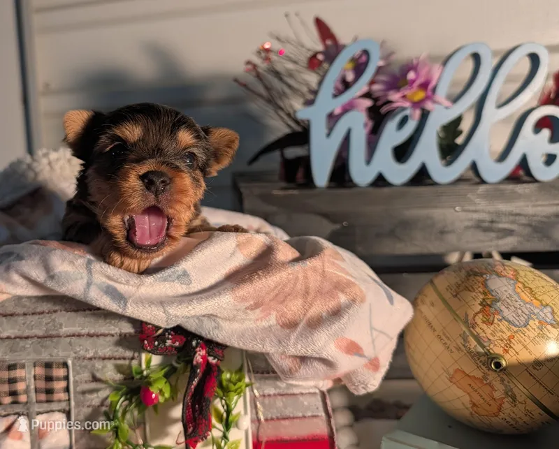Teddy – Yorkshire Terrier puppy for sale in Loogootee, IN