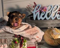 Teddy, a male Yorkshire Terrier for sale in Loogootee, IN – Photo 1 of 10