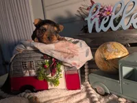 Teddy, a male Yorkshire Terrier for sale in Loogootee, IN – Photo 10 of 10