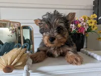 Teddy, a male Yorkshire Terrier for sale in Loogootee, IN – Photo 2 of 10