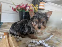 Teddy, a male Yorkshire Terrier for sale in Loogootee, IN – Photo 8 of 10