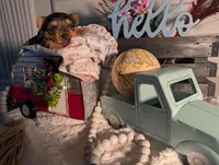 Teddy, a male Yorkshire Terrier for sale in Loogootee, IN – Photo 9 of 10