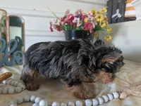 Teddy, a male Yorkshire Terrier for sale in Loogootee, IN – Photo 5 of 10