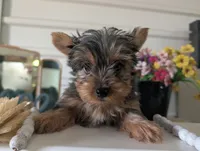 Teddy, a male Yorkshire Terrier for sale in Loogootee, IN – Photo 7 of 10