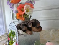 Xena, a female Yorkshire Terrier for sale in Loogootee, IN – 3 of 10