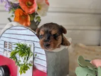 Xena, a female Yorkshire Terrier for sale in Loogootee, IN – 5 of 10