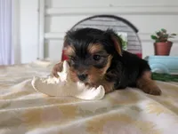 Buckley , a male Yorkshire Terrier for sale in Loogootee, IN – 8 of 10