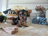Buckley, a male Yorkshire Terrier for sale in Loogootee, IN – 6 of 9