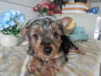 Cane, a male Yorkshire Terrier for sale in Loogootee, IN – 5 of 10