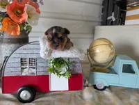 Xander, a male Yorkshire Terrier for sale in Loogootee, IN – 10 of 10