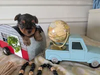 Cooper, a male Yorkshire Terrier for sale in Loogootee, IN – 10 of 10