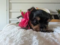 Princess, a female Yorkshire Terrier for sale in Loogootee, IN – 5 of 10