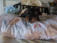 Preston, a male Yorkshire Terrier for sale in Loogootee, IN – 7 of 9