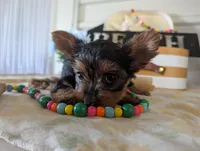 Chloe, a female Yorkshire Terrier for sale in Loogootee, IN – 5 of 10
