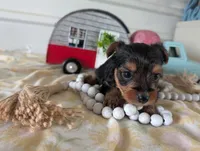 Chloe, a female Yorkshire Terrier for sale in Loogootee, IN – 7 of 10