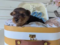 Bella, a female Yorkshire Terrier for sale in Loogootee, IN – Photo 9 of 10