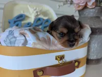 Bella, a female Yorkshire Terrier for sale in Loogootee, IN – Photo 7 of 10