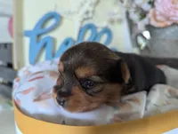 Bella, a female Yorkshire Terrier for sale in Loogootee, IN – Photo 2 of 10