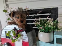 Bella, a female Yorkshire Terrier for sale in Loogootee, IN – Photo 9 of 10