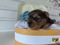 Bella, a female Yorkshire Terrier for sale in Loogootee, IN – Photo 5 of 10