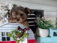 Bella, a female Yorkshire Terrier for sale in Loogootee, IN – Photo 10 of 10