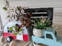 Bella, a female Yorkshire Terrier for sale in Loogootee, IN – Photo 4 of 10