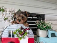 Bella, a female Yorkshire Terrier for sale in Loogootee, IN – Photo 6 of 10