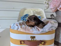 Bella, a female Yorkshire Terrier for sale in Loogootee, IN – Photo 10 of 10