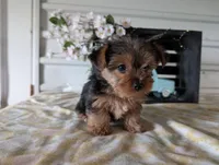 Bella, a female Yorkshire Terrier for sale in Loogootee, IN – Photo 2 of 10