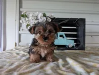 Bella, a female Yorkshire Terrier for sale in Loogootee, IN – Photo 1 of 10