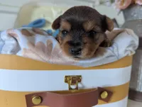 Bella, a female Yorkshire Terrier for sale in Loogootee, IN – Photo 4 of 10