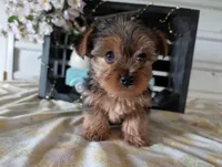 Bella, a female Yorkshire Terrier for sale in Loogootee, IN – Photo 3 of 10
