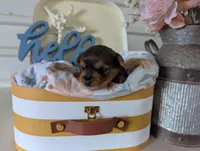 Bella, a female Yorkshire Terrier for sale in Loogootee, IN – Photo 6 of 10