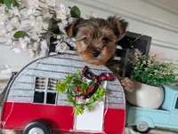 Bella, a female Yorkshire Terrier for sale in Loogootee, IN – Photo 7 of 10