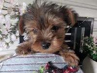 Bella, a female Yorkshire Terrier for sale in Loogootee, IN – Photo 5 of 10