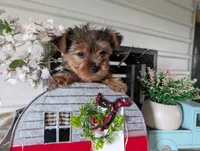 Bella, a female Yorkshire Terrier for sale in Loogootee, IN – Photo 8 of 10
