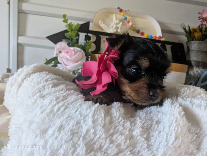 Princess – Yorkshire Terrier puppy for sale in Loogootee, IN