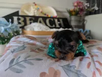 Preston, a male Yorkshire Terrier for sale in Loogootee, IN – 4 of 9