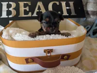 Paxton, a male Yorkshire Terrier for sale in Loogootee, IN – 2 of 10