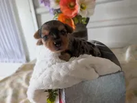 Xena, a female Yorkshire Terrier for sale in Loogootee, IN – 4 of 10