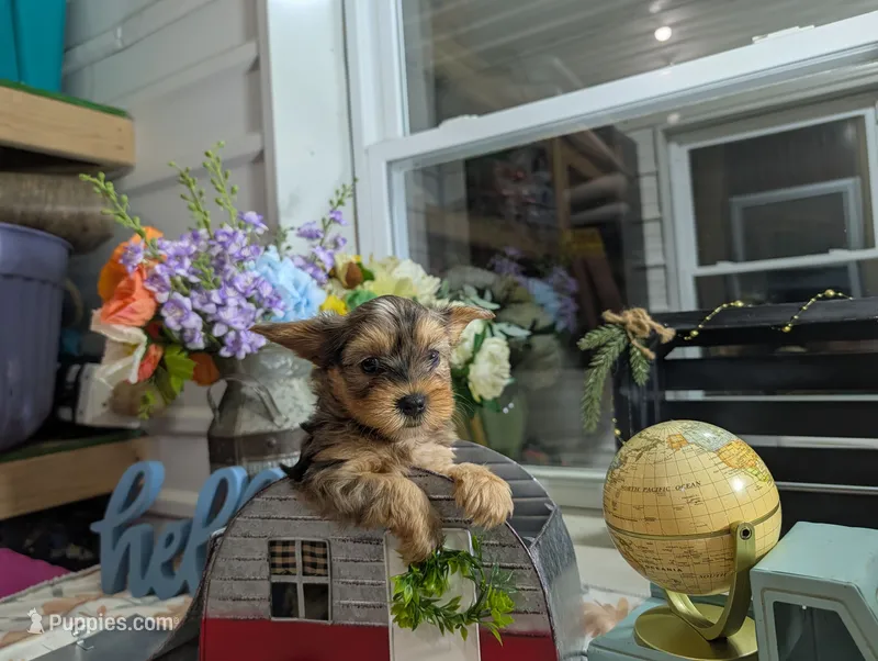 Xander – Yorkshire Terrier puppy for sale in Loogootee, IN